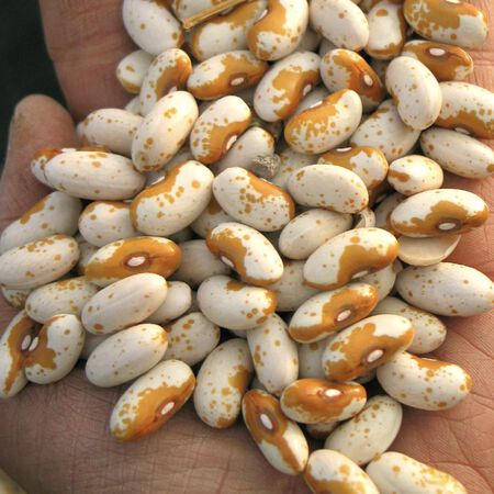 Jacob's Cattle Gold, Bean Seeds - Packet (1 oz.) image number null